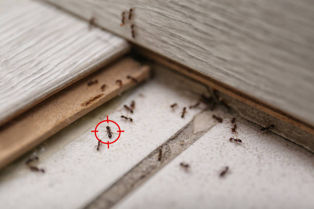 Best Residential Pest Control  in Clancy, MT