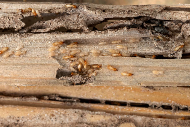 Wildlife Control Services in Clancy, MT